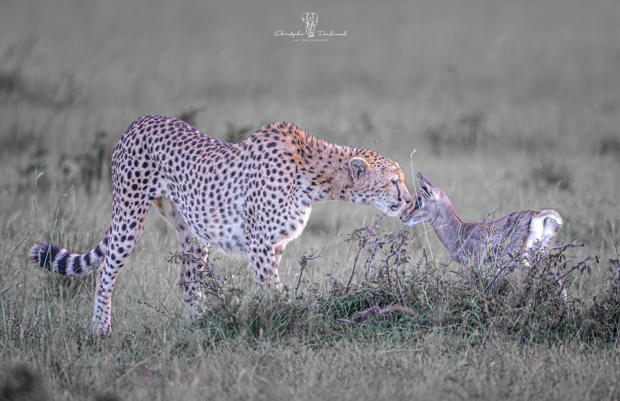 Un guépard au pelage tacheté marchant dans un champ herbeux.