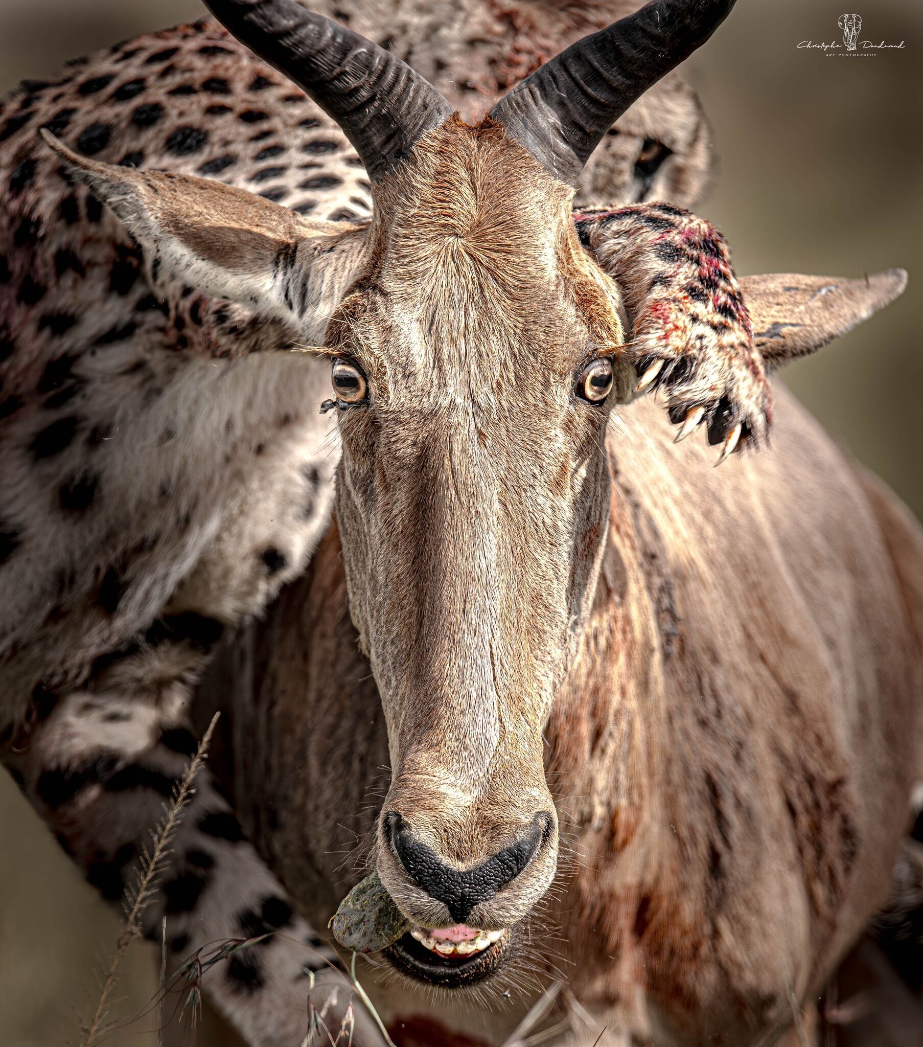 觀賞野生動物