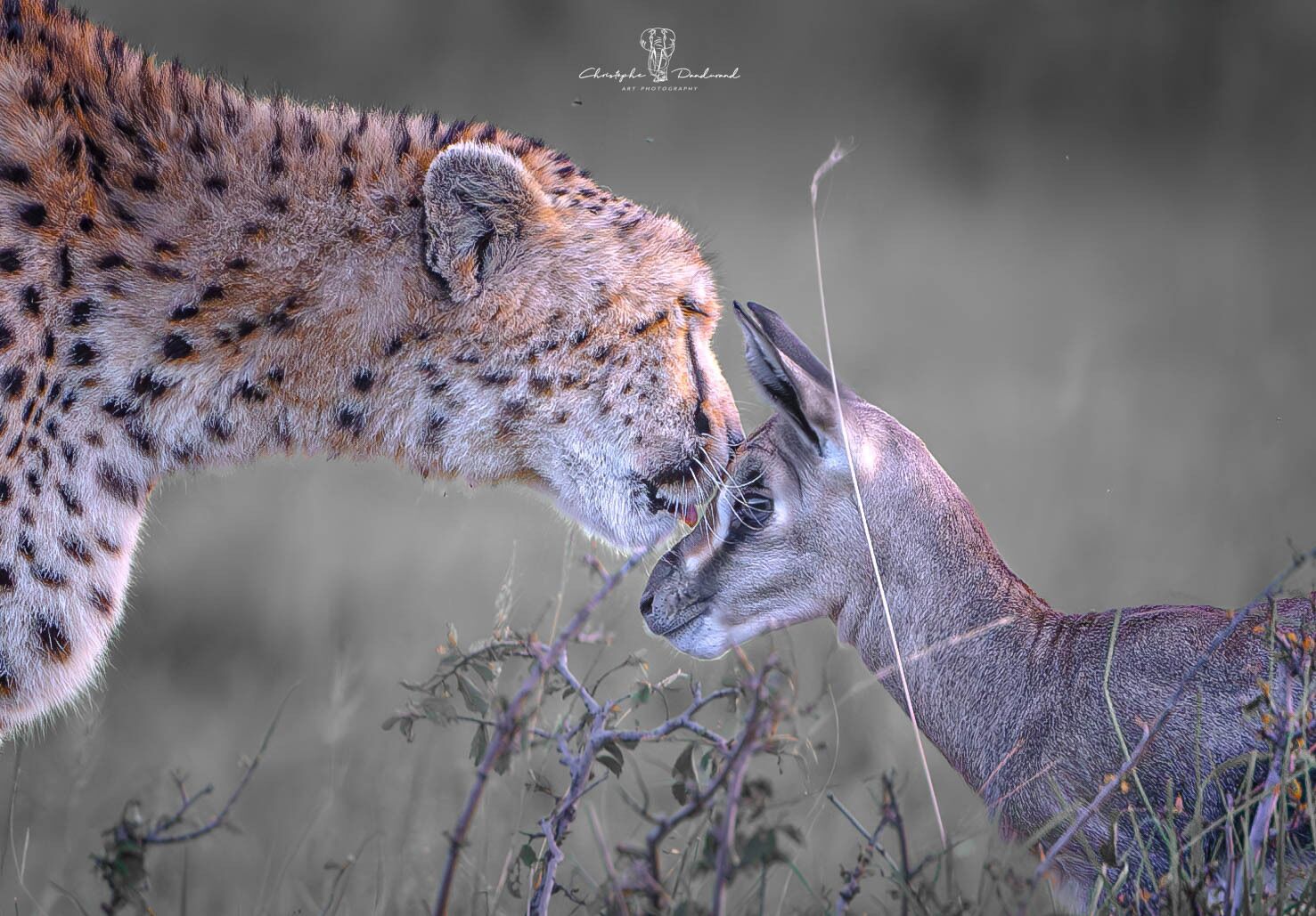 A close-up of a cheetah and a deer in a natural setting.