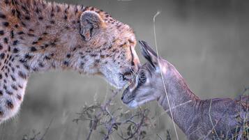 Een close-up van een cheetah en een hert in een natuurlijke omgeving.