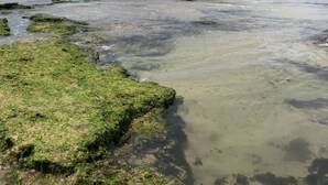 A beach with rocky areas and green algae. - 5-bedroom house in condominium, comfort, air conditioning, 55" SmartTV, Wi-Fi, pool, lagoon, beach. (Vilas do Atlântico)
