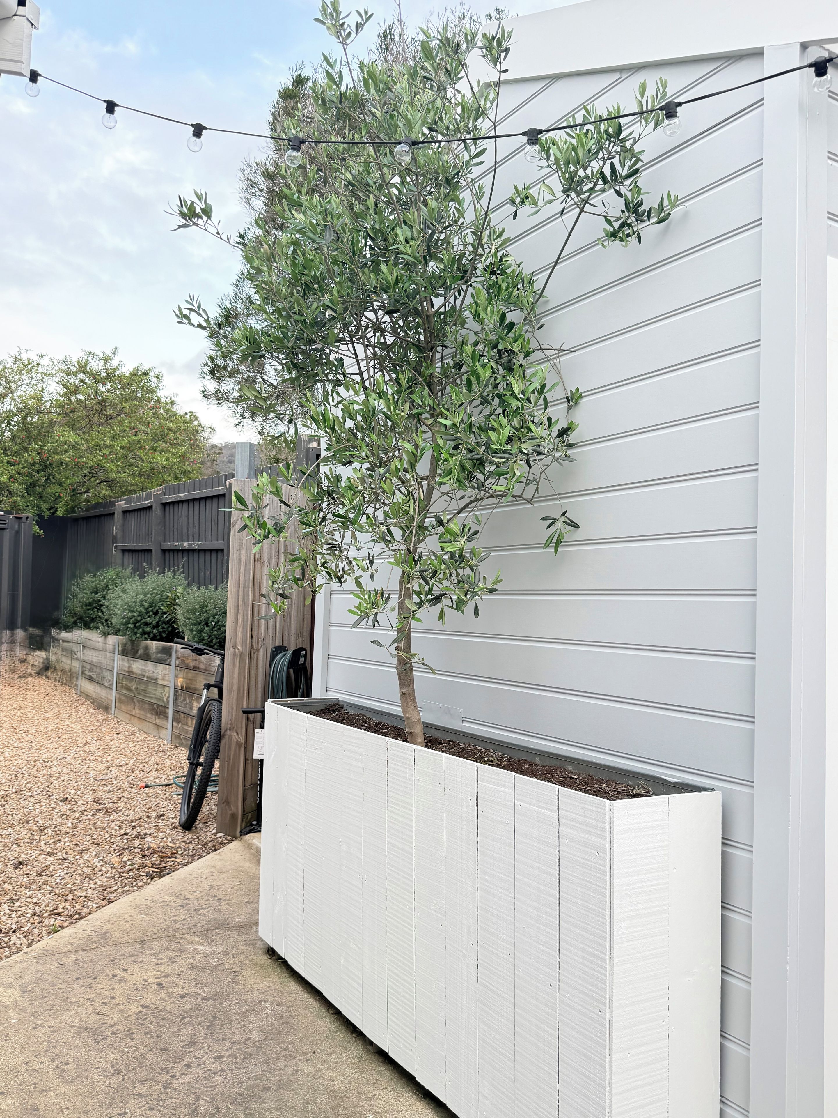 A tree planted in a white planter box against a white exterior wall, with a bicycle parked nearby.