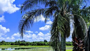 Üppige grüne Landschaft mit einer Palme, einem Teich und blauem Himmel.