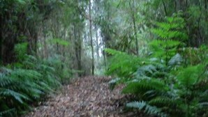 A forest path surrounded by dense ferns and trees.