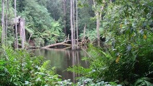 A dense forest with a calm river, surrounded by lush greenery and tall trees.