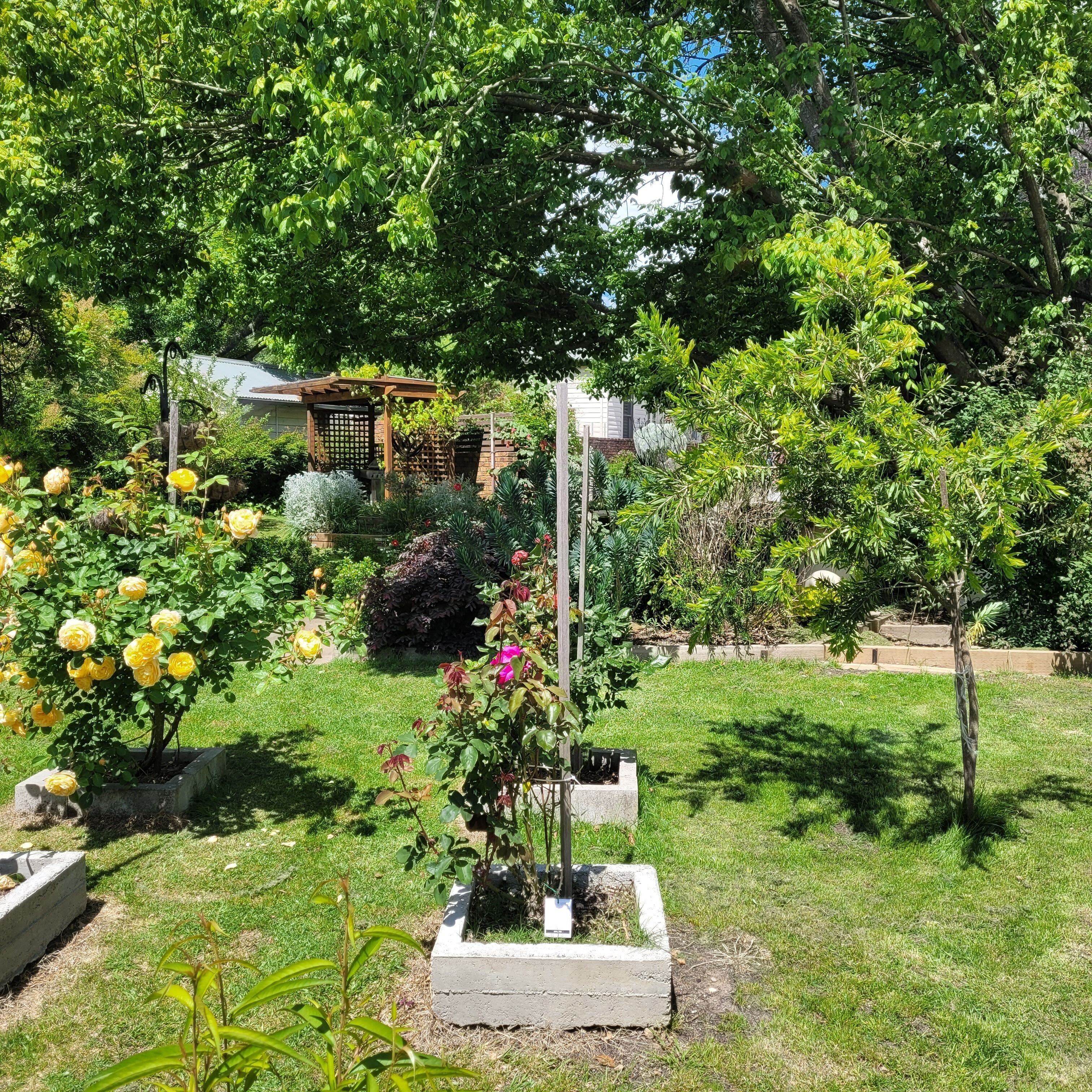 Un jardin agrémenté de diverses plantes et fleurs, une pergola et un petit arbre.