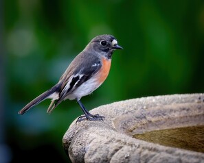 Un pájaro posado sobre una estructura de piedra.