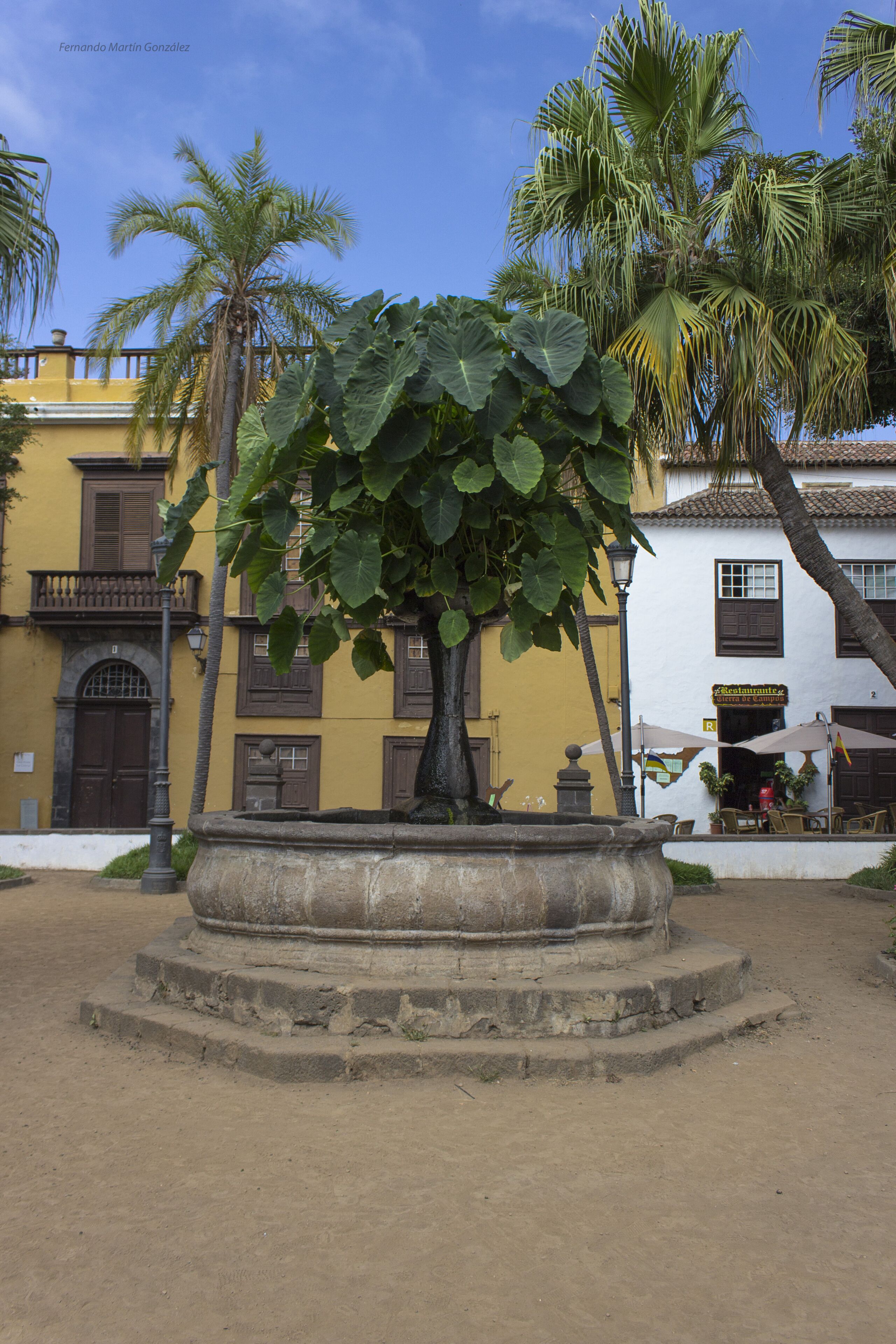 Un patio con jardinera central, palmeras y un edificio con paredes amarillas y contraventanas marrones.