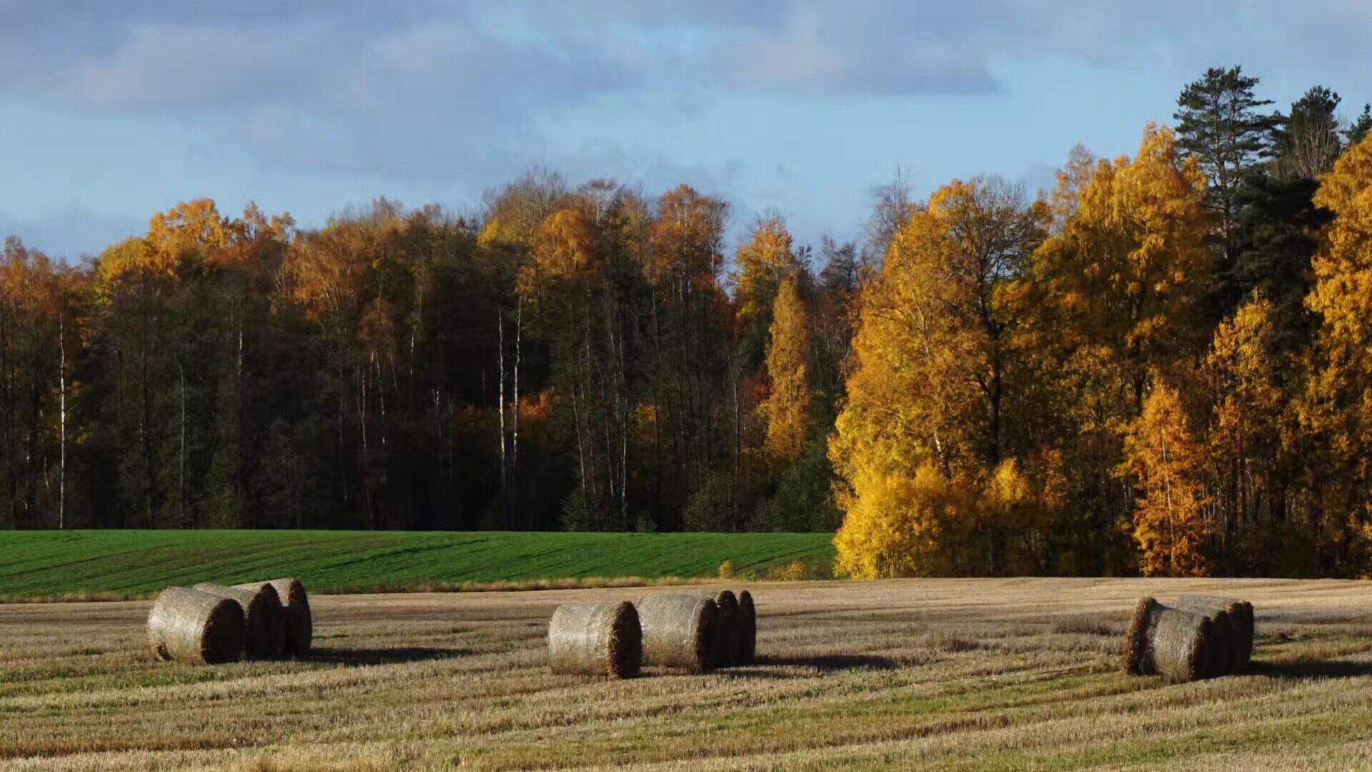 Een veld met hooibalen en herfstkleurige bomen op de achtergrond.