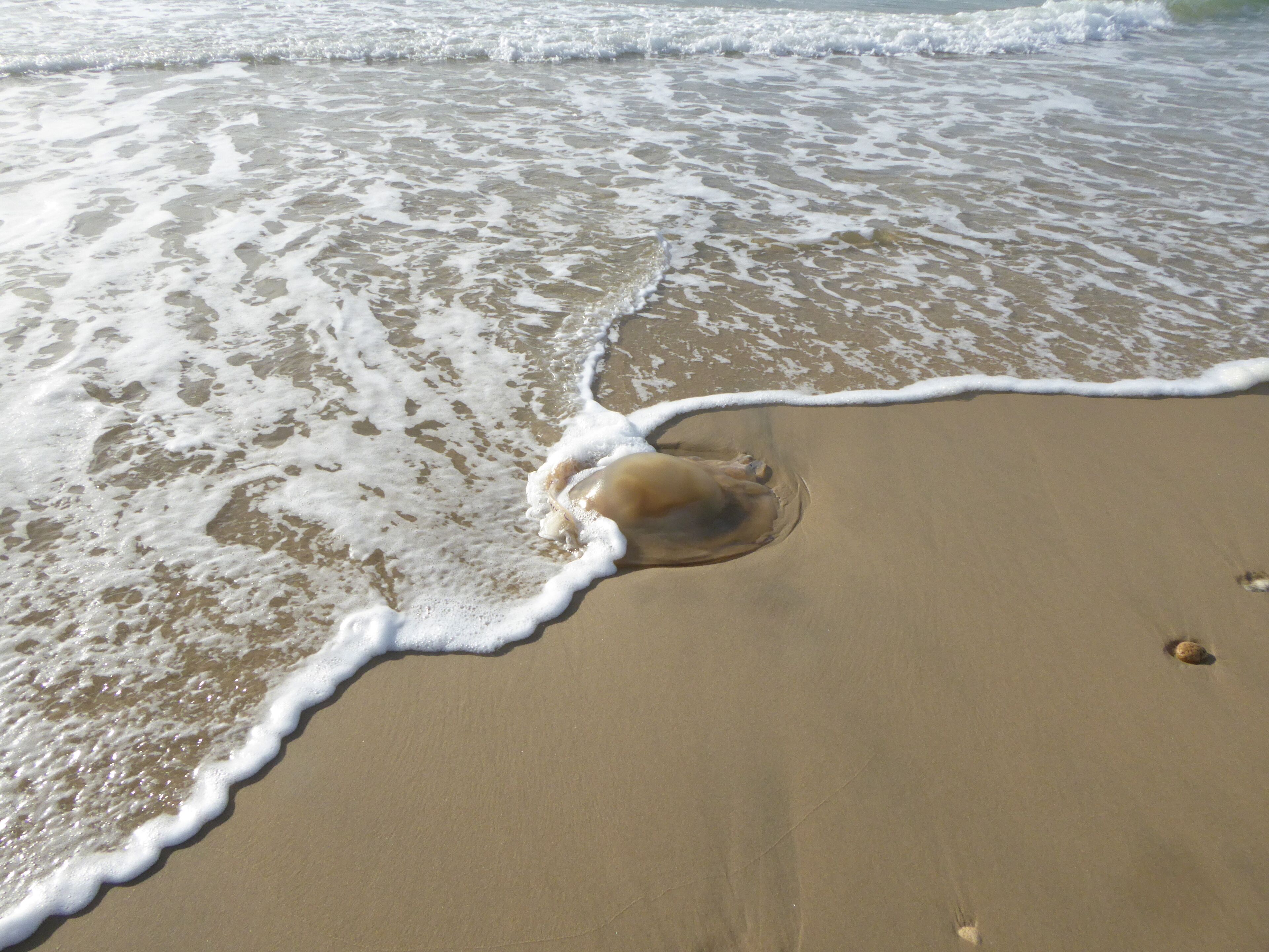 Playa en los alrededores 