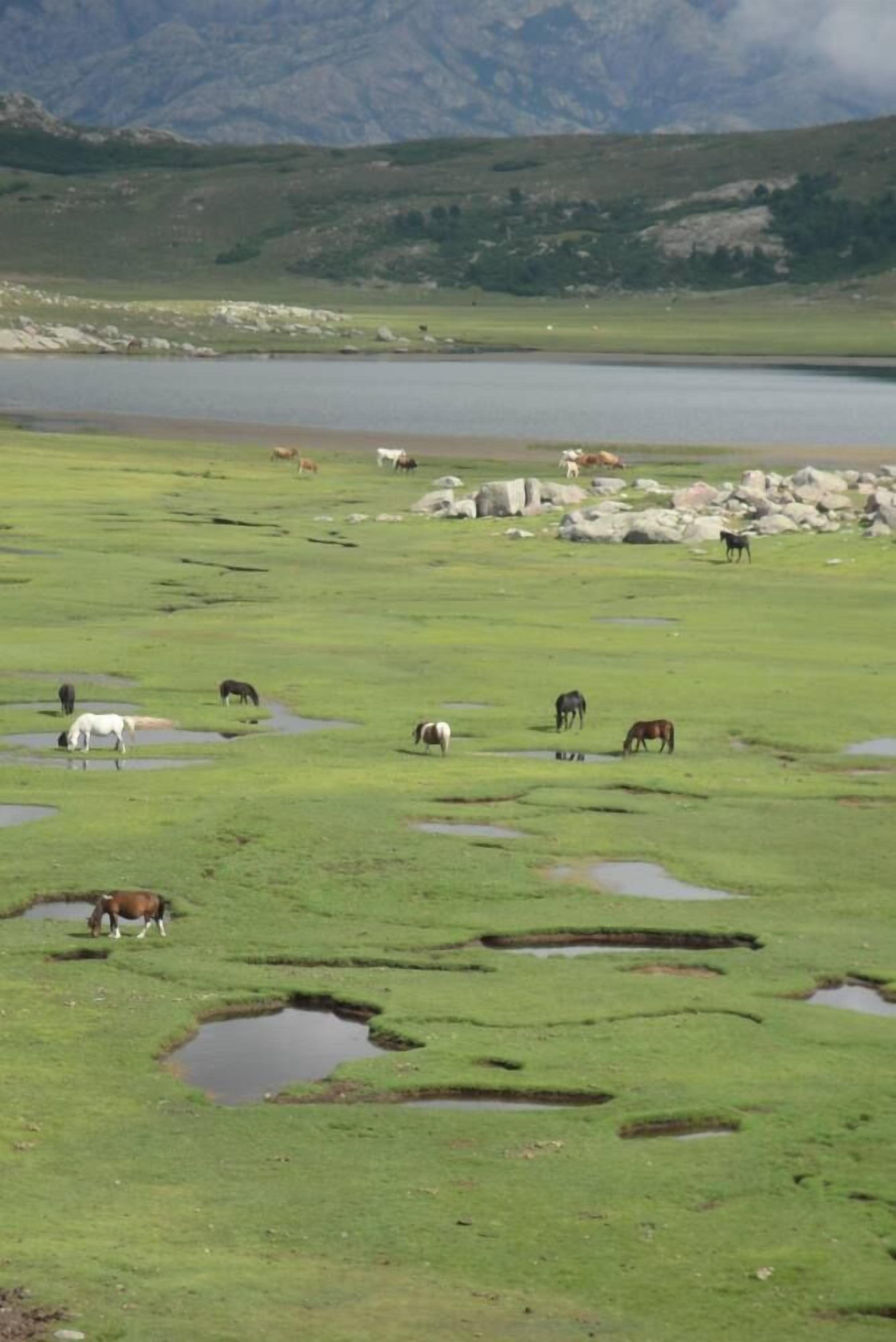 Un vaste champ dégagé, avec un lac et des montagnes en arrière-plan.