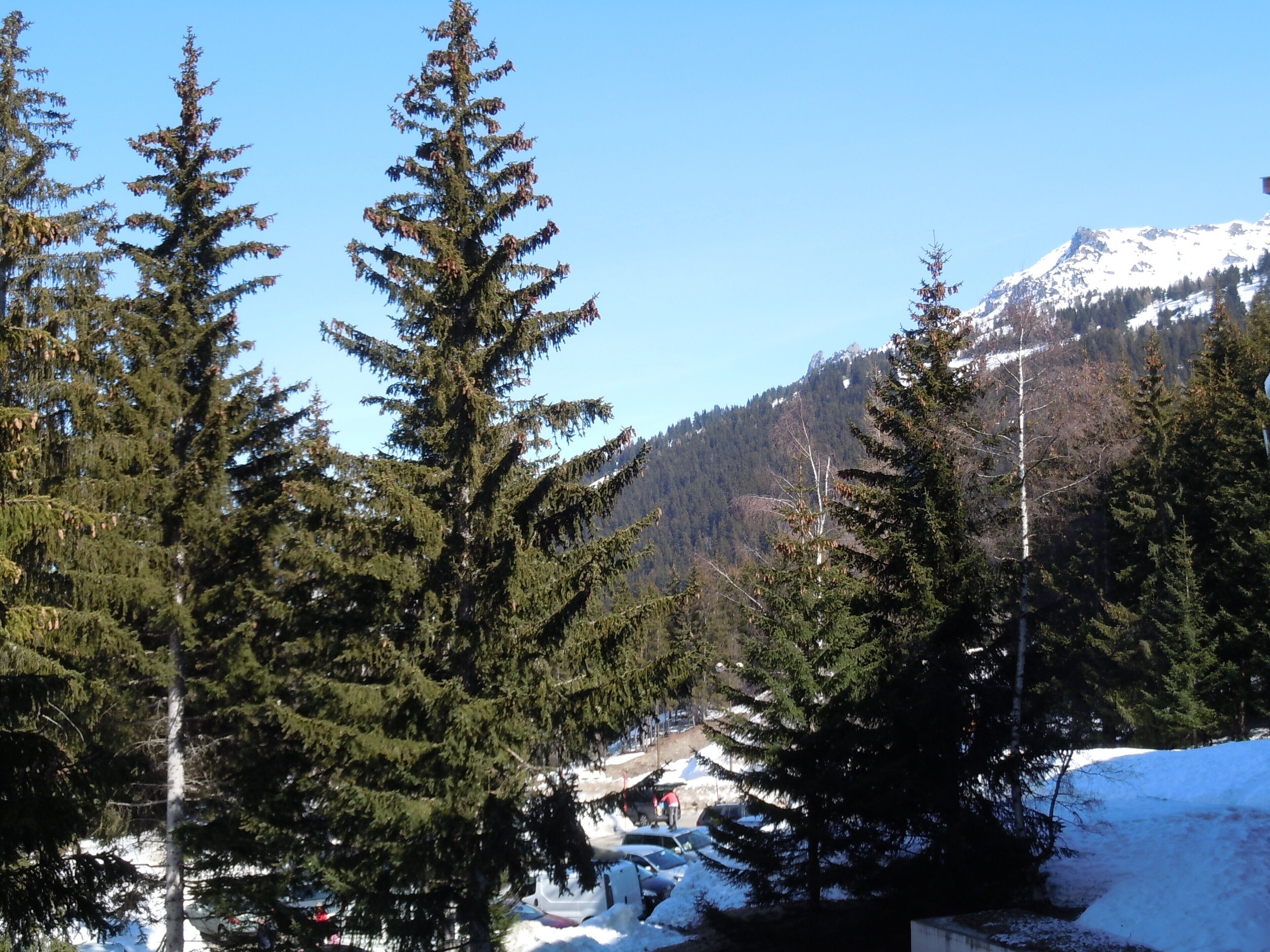 Eine gebirgige Landschaft mit immergrünen Bäumen und einem verschneiten Pfad.