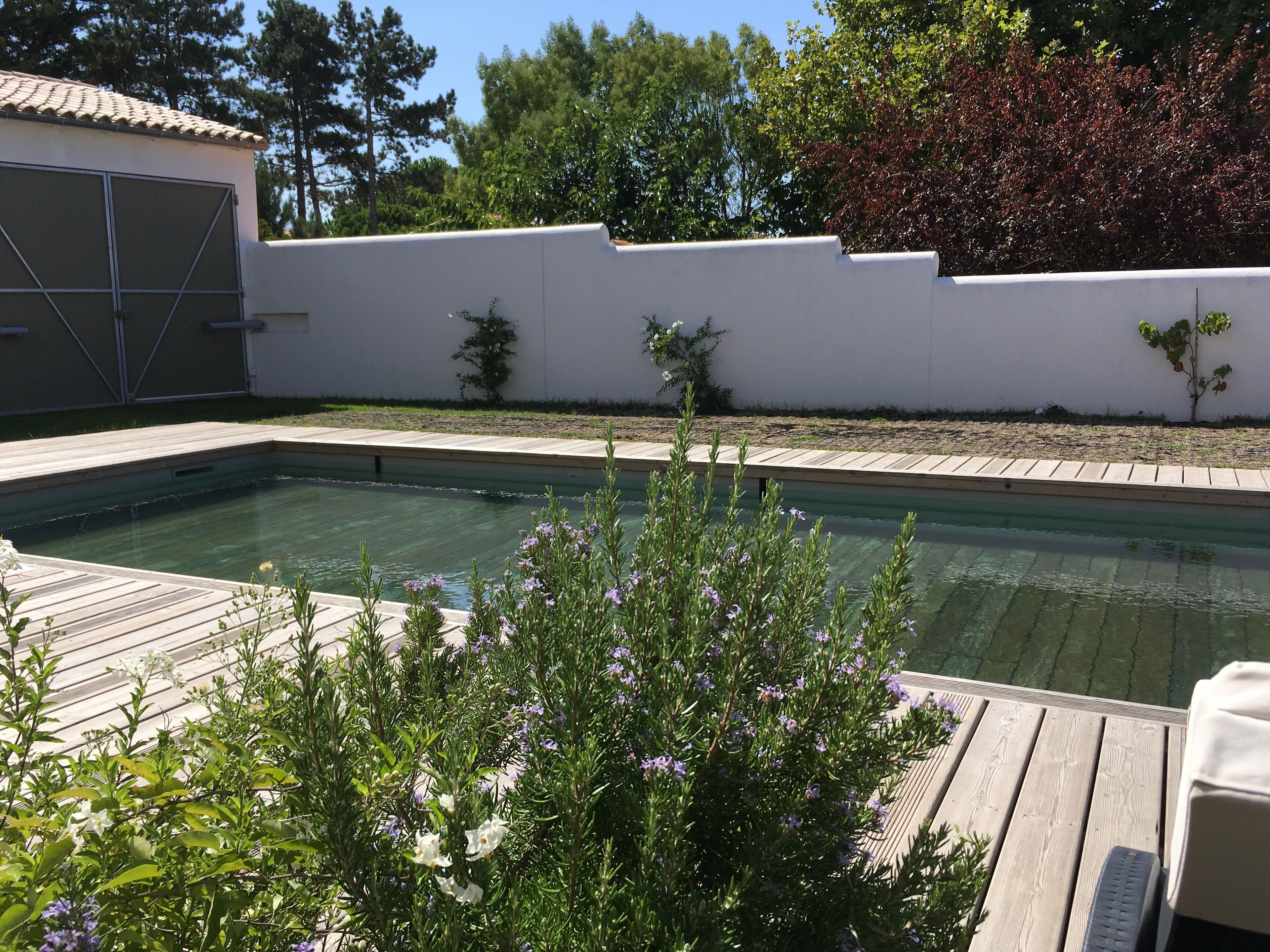 A swimming pool with a wooden deck, surrounded by a white wall and greenery.