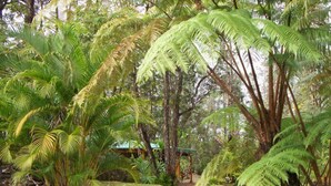 A pathway surrounded by lush green ferns and palm trees, leading to a structure with a green roof. -  Enchanting Rainforest Hideaway, on 2 Private Acres to yourself.  Pahoa/Keaau   (Pahoa)
