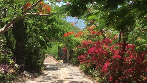 A paved pathway flanked by lush greenery and vibrant red flowers, leading towards a gate. - The 'Cottage' at Lion's Gate - Check for our Spring & Summer Specials (Red Hook)