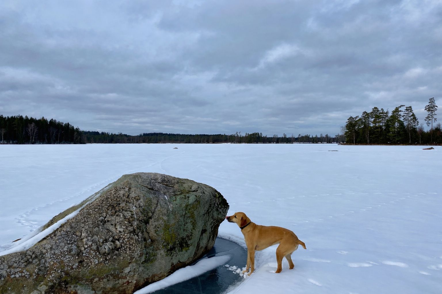 Een hond staat op een met sneeuw bedekte grond, met een grote rots op de voorgrond.