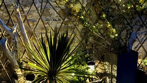 A stone wall with climbing plants and a potted plant with long leaves.