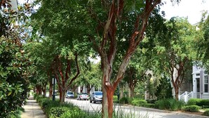 Une rue résidentielle bordée d’arbres, avec des voitures garées et un trottoir.
