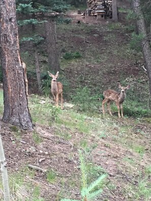 Property grounds - Bear Paw Haven-nestled in the trees. Pet & family friendly. HOT TUB, Free WiFi (Woodland Park)