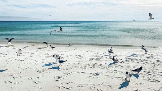 Una playa con gaviotas y cielo despejado.
