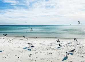 A beach with seagulls and a clear sky.