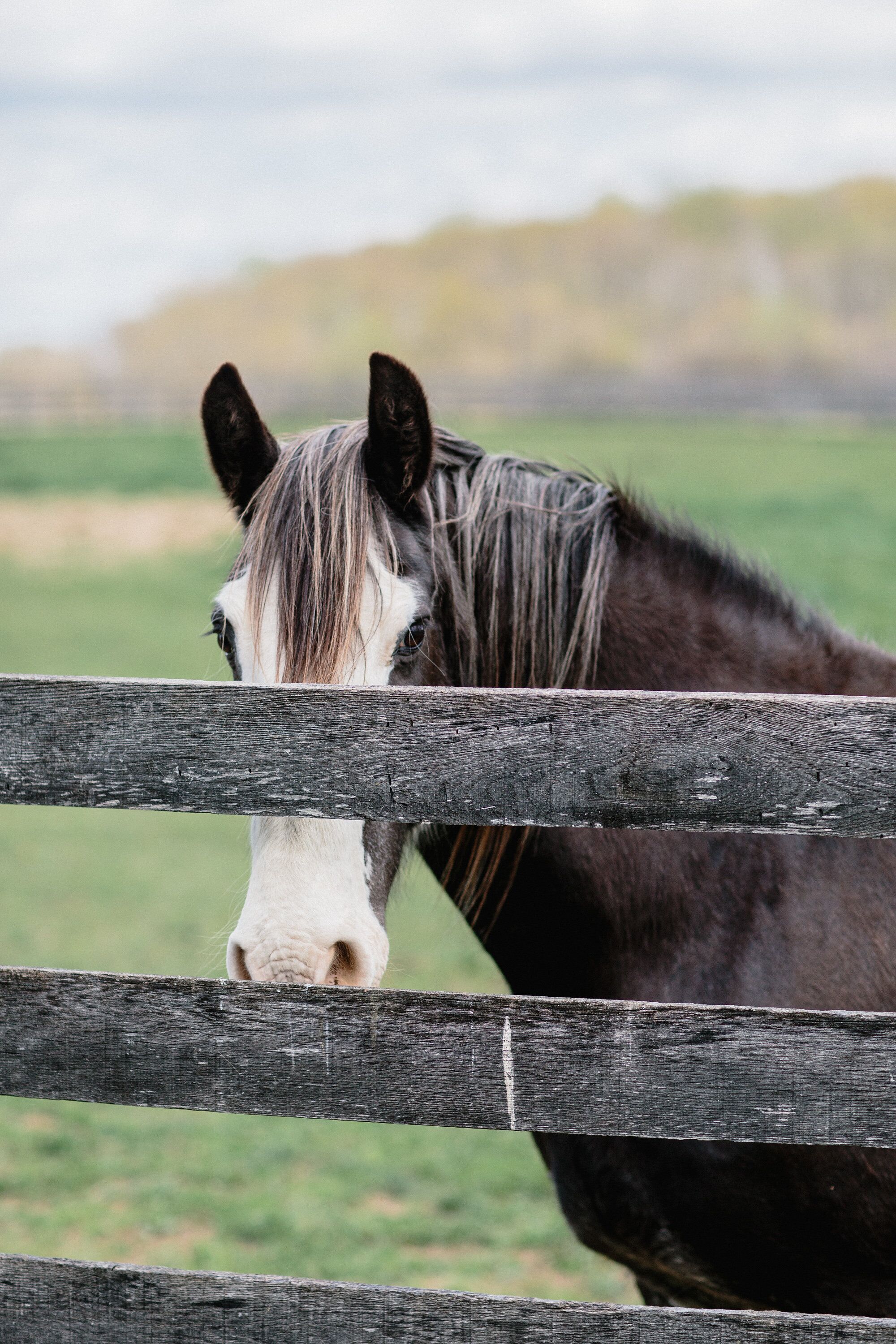 A horse behind a wooden fence.