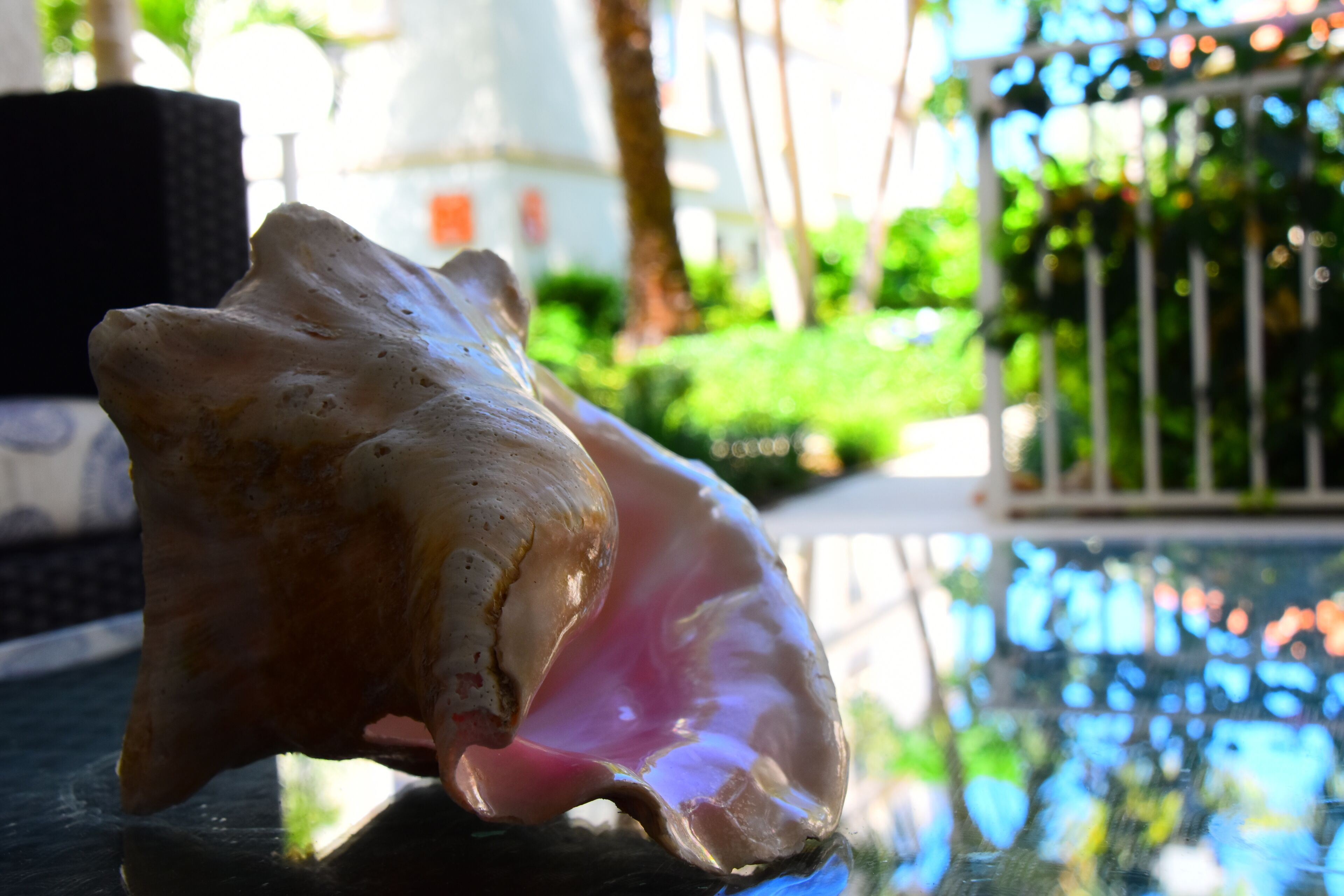 A large shell on a reflective surface with a blurred background of greenery and a fence.