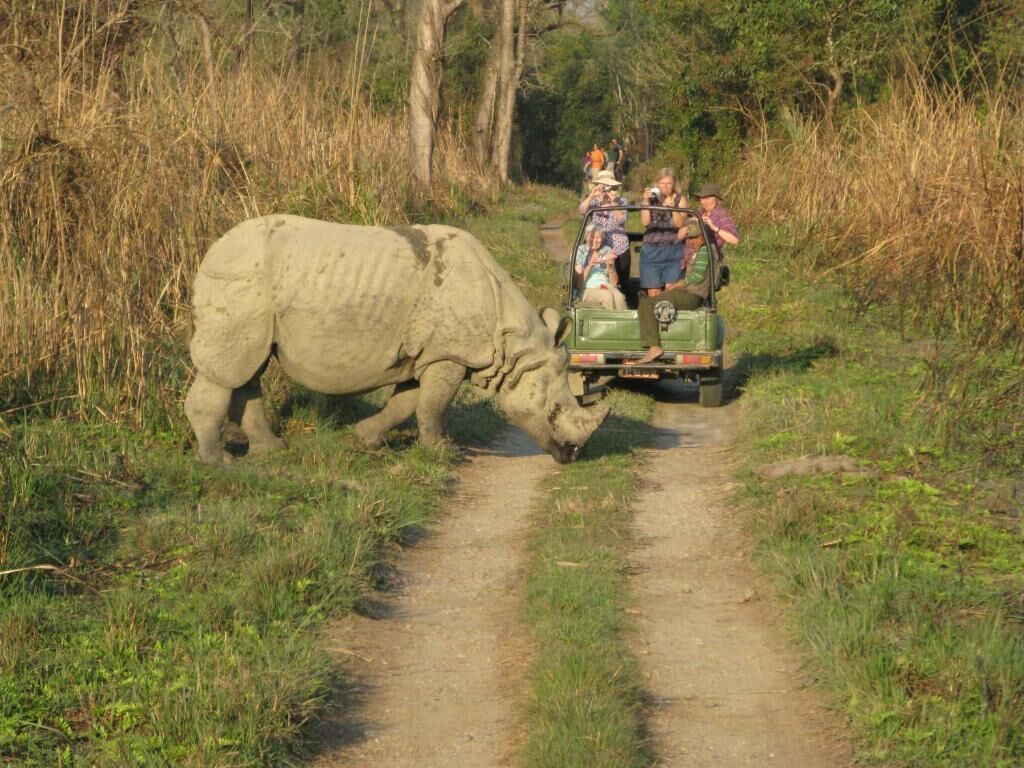 A safari vehicle with passengers observing a rhinoceros on a dirt path.