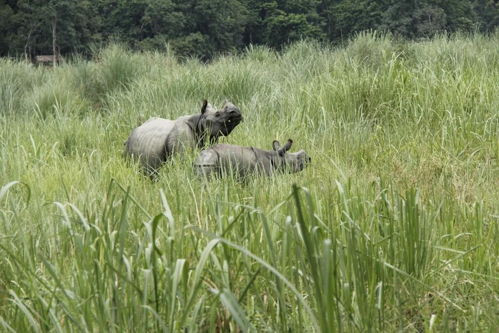 A natural landscape with tall grass and two rhinos.