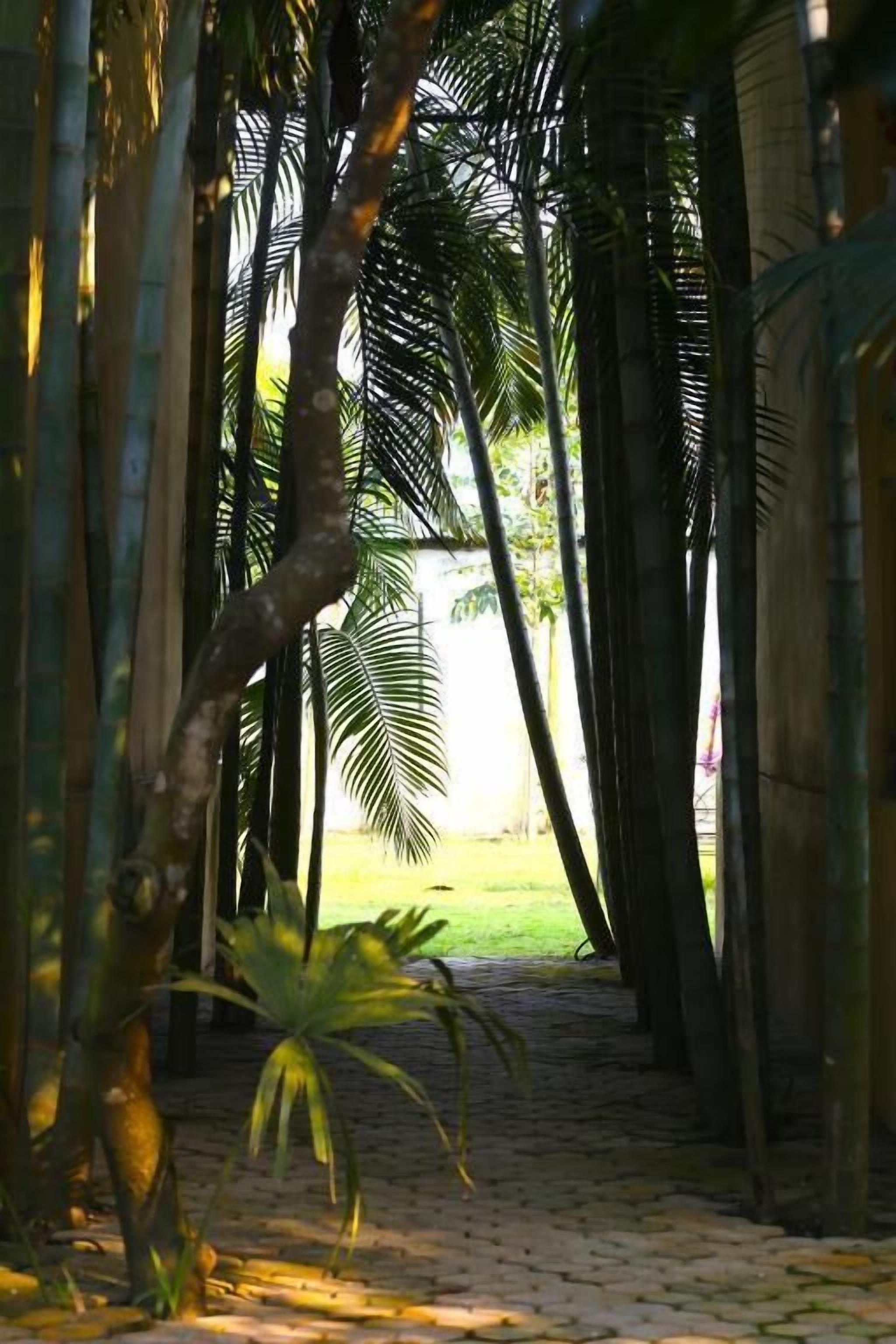 A pathway flanked by tall palm trees leading to a building.