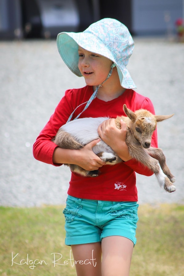 Animaux de compagnie acceptés
