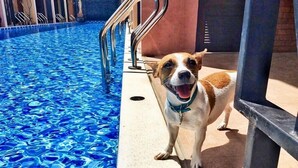 A dog standing by a pool with blue water and metal railings. - Baan Noppadol Hua Hin Loft Hotel (Hua Hin)