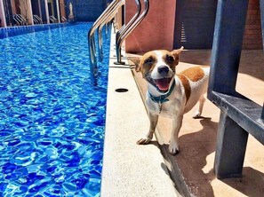 A dog standing by a pool with blue water and metal railings. - Baan Noppadol Hua Hin Loft Hotel (Hua Hin)