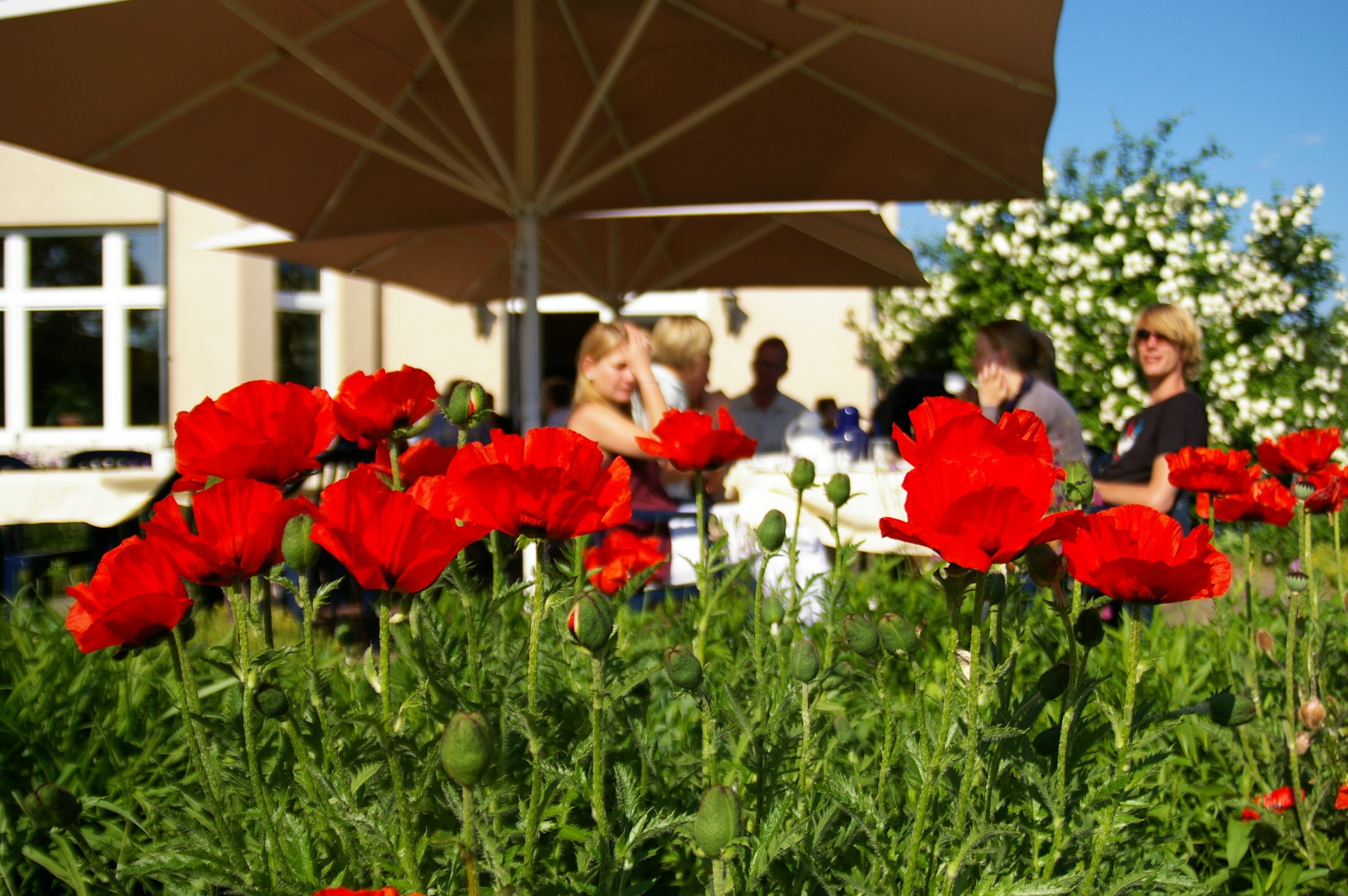 Ein Garten mit roten Blumen und einem Tisch unter einem Sonnenschirm.