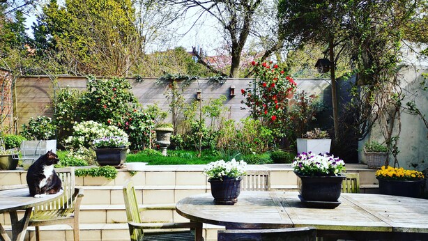 A patio with wooden furniture, potted plants, and a cat. - B&B Het Leuvens Hof (Leuven)