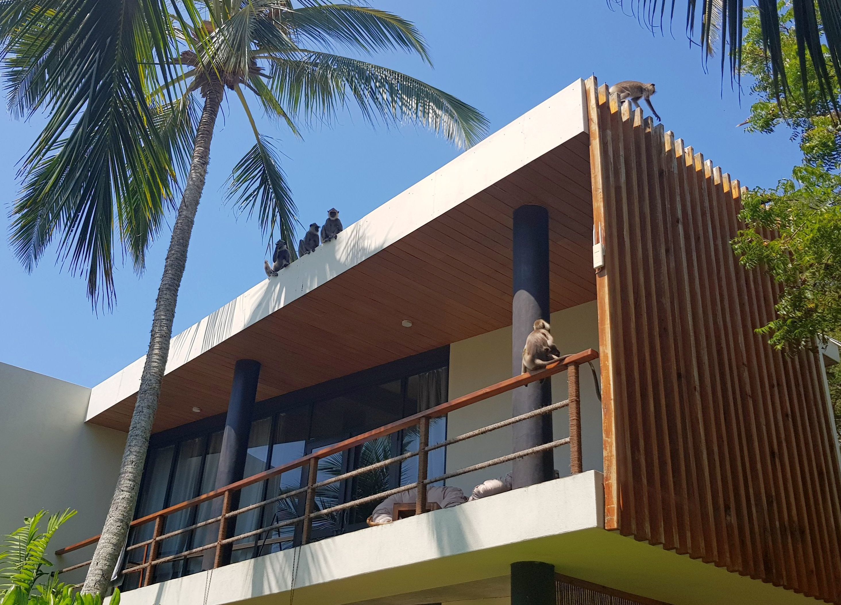 Un edificio moderno con balcón, palmeras y baranda de madera.