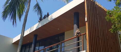 Un edificio moderno con balcón, palmeras y baranda de madera.