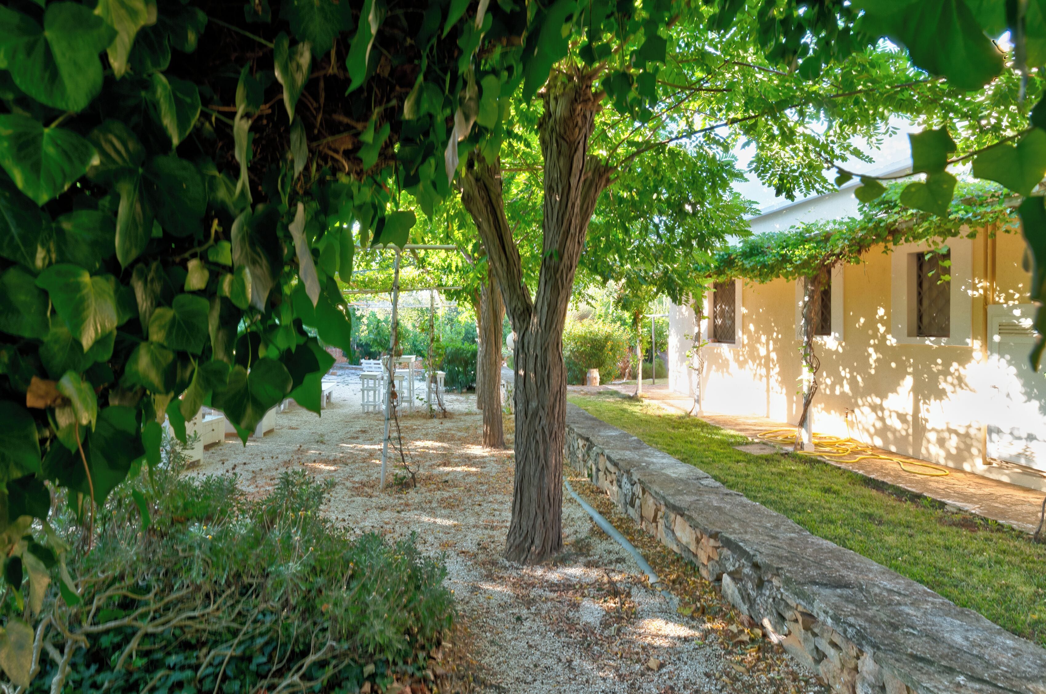 A courtyard with a tree, a stone wall, and a building with windows.