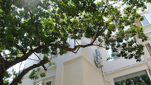 A tree with green leaves in front of a white building with a window and an air conditioning unit. - Le Petit Hanoi (Hanoi)