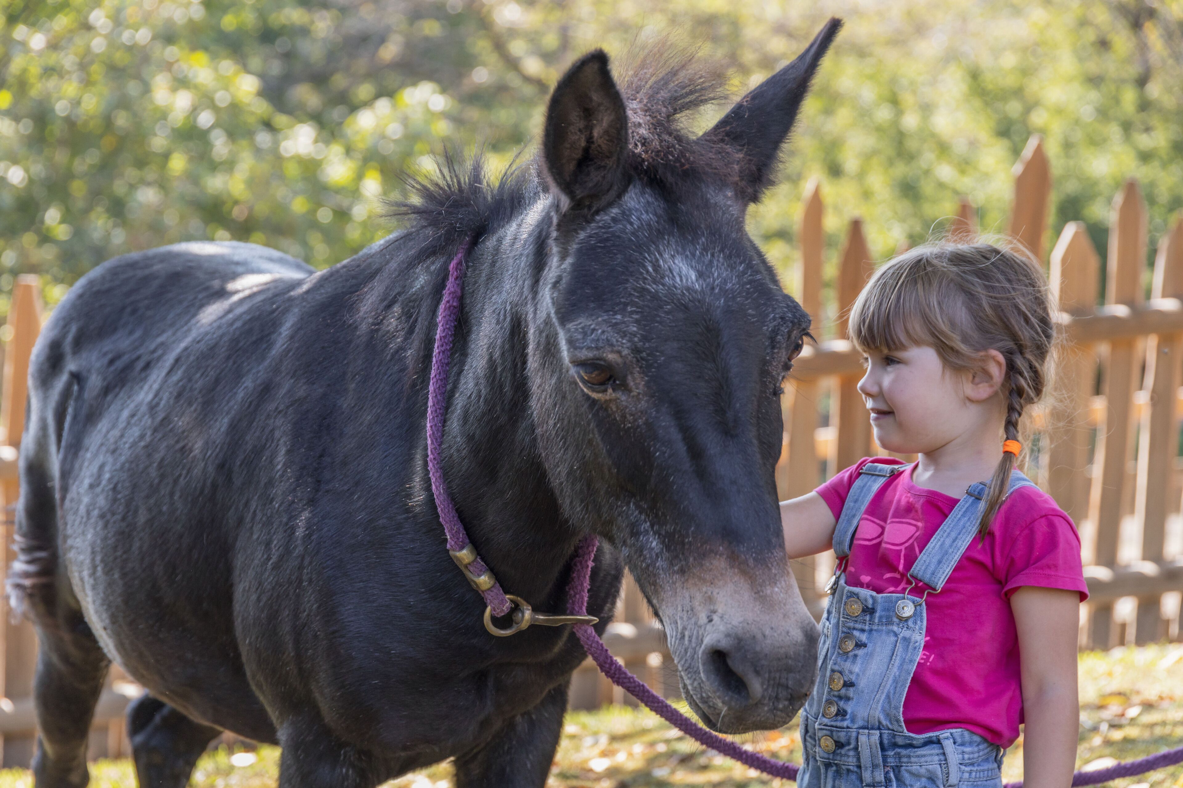 Un enfant caresse un cheval noir portant un harnais violet.