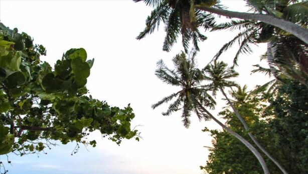 A beach with palm trees and a clear view of the ocean. - Goby Lodge Guest House (Mahibadhoo)