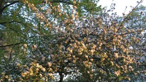 A tree with blossoms in a residential area. - Rose House B&B (Ghent)