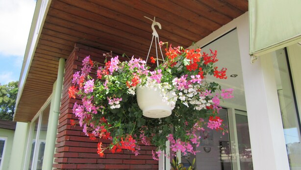 Een bloemenmand, vol met verschillende bloemen, hangt aan een houten plafond.