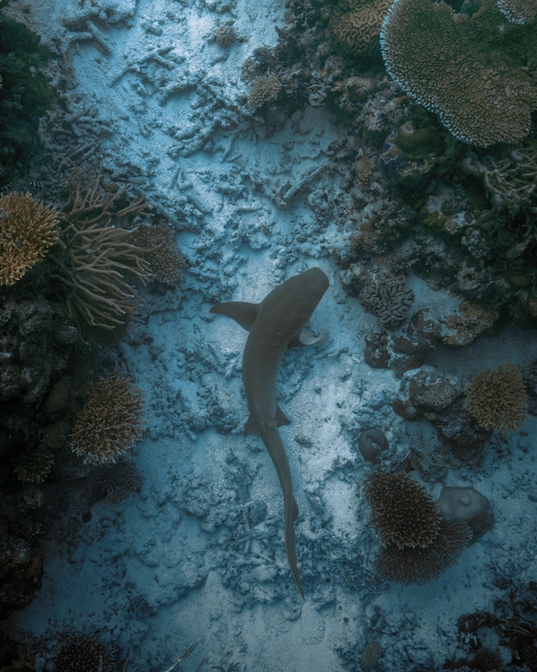 Exterior - The Halcyon Private Isles Maldives, Autograph Collection (Meradhoo)