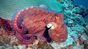 Fishing - The Halcyon Private Isles Maldives, Autograph Collection (Meradhoo)