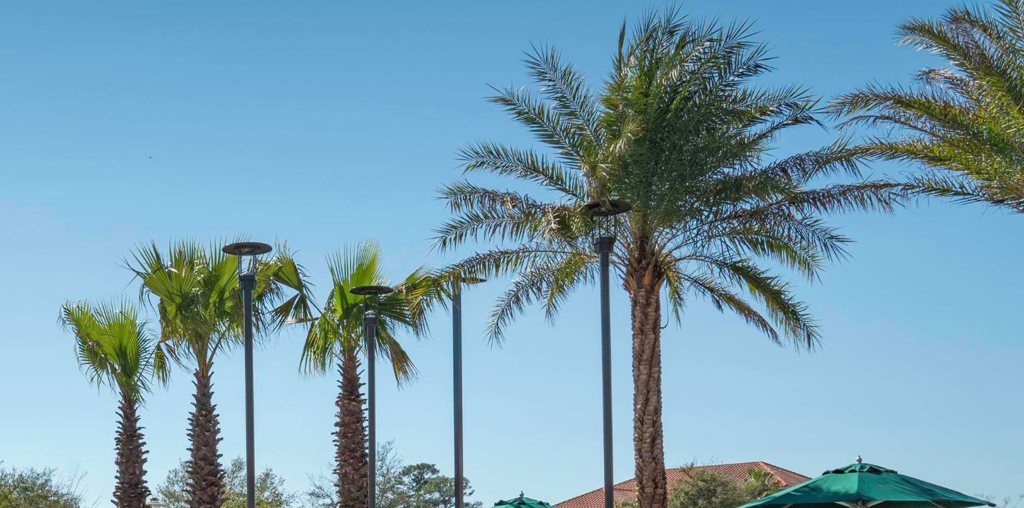 Tall palm trees and street lamps.