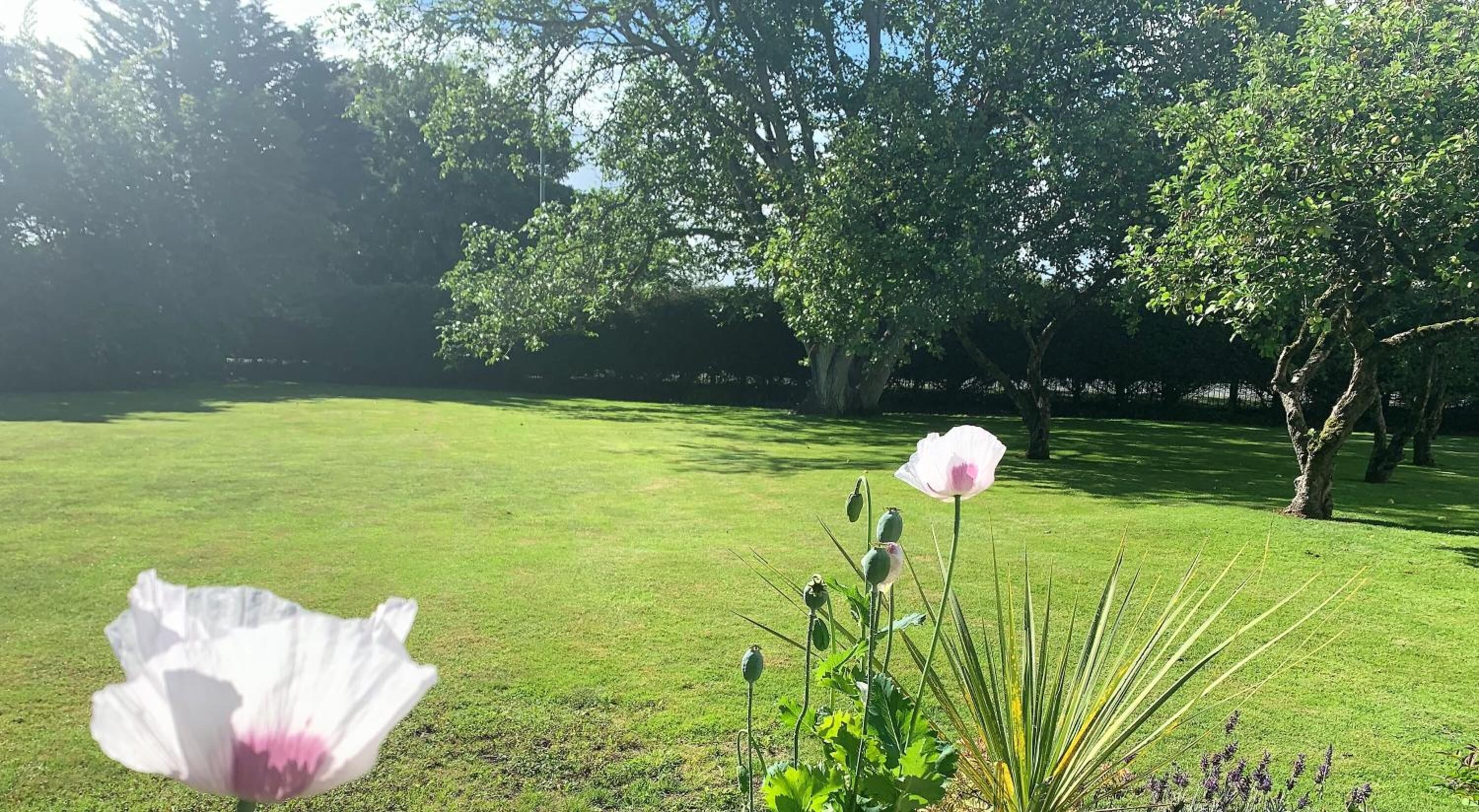 A well-maintained grassy area with trees and a single white flower in the foreground.