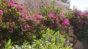Un muro in pietra con buganvillea rosa che lo ricopre, un vialetto lastricato e una ringhiera in metallo.
