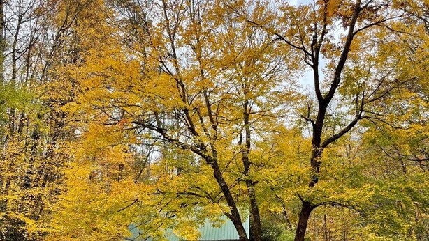 A rustic cabin surrounded by trees with yellow leaves, a covered outdoor seating area, and a small shed.