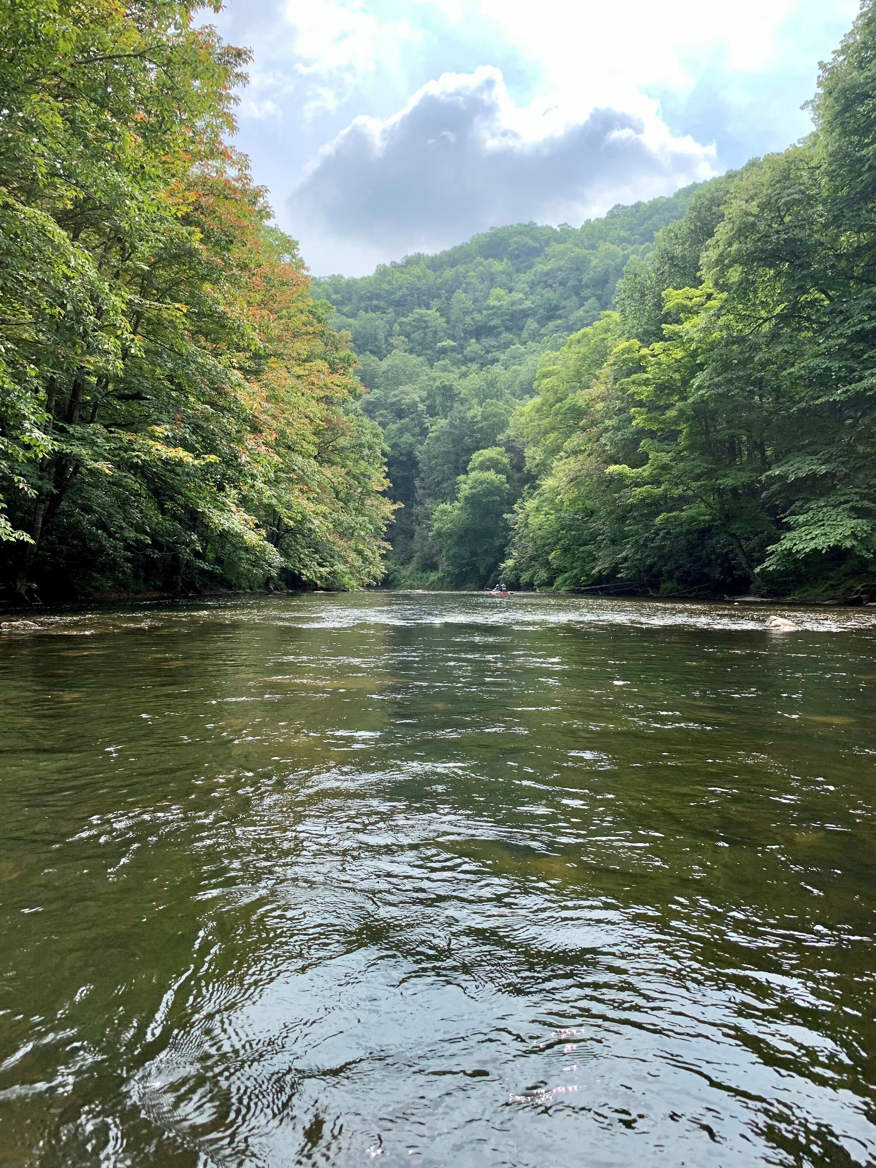 Um rio rodeado por uma floresta densa.